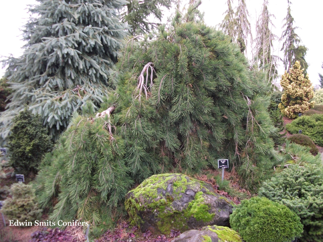 Pinus densiflora 'Pendula'